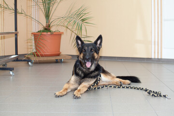 Hund im Büro. gut erzogener Deutscher Schäferhund in einem Laden Geschäft am Arbeitsplatz