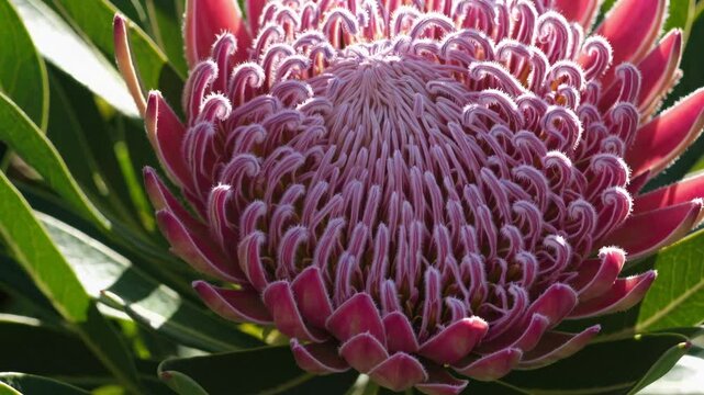 Close-up video shot of a vibrant pink protea flower, capturing intricate petal details and textures from a top-down angle in natural light.