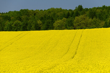 Obraz premium 北海道の菜の花畑