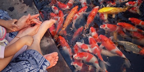 Colorful koi fish swim together in a pond
