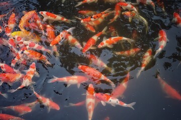 Colorful koi fish swim together in a pond