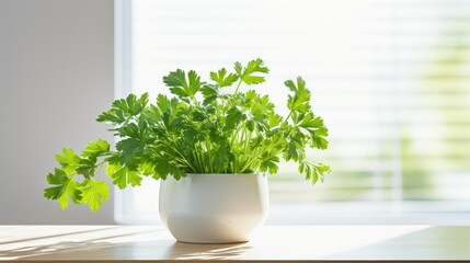 Fototapeta premium herb parsley on white