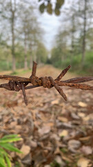 Rusty Barbed Wire in Nature. Close up of Barbed Wire with Blurred Trees in Background