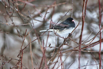A Puffy looking Dark Eyed Junco, a winter resident of Canada's boreal forests perched on a branch during winter,at the Fletcher Wildlife Garden,Dominion Arboretum in Ottawa,Ontario,Canada