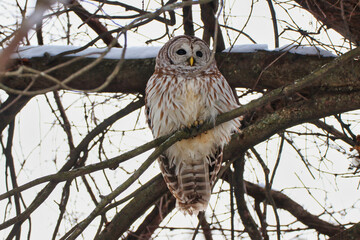 Close up of a beautiful Female Northern Barred owl,species Strix Varia,perched on a branch in February, Winter at the Fletcher Wildlife Garden inside the Dominion Arboretum in Ottawa,Ontario,Canada