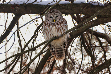 Woodland forest setting of a mature Female Northern Barred owl,species Strix Varia during February, Winter at the Fletcher Wildlife Garden inside the Dominion Arboretum in Ottawa,Ontario,Canada