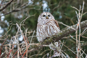 Male Northern Barred Owl,species Strix Varia looking out for prey in the late evening hours during February, deep Winter at the Dominion Arboretum in Ottawa,Ontario,Canada