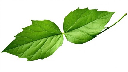 Fototapeta premium veins leaves clip art