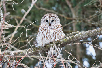 Canadian Boreal forest hunter, the Male Northern Barred Owl,species Strix Varia looking out for prey during February, deep Winter at the Dominion Arboretum in Ottawa,Ontario,Canada