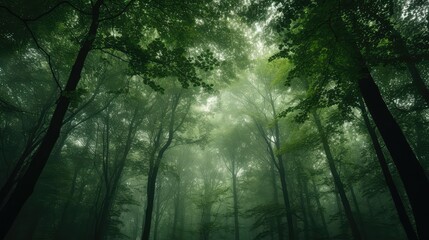 Obraz premium dreamy blurry trees