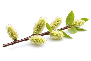 Fototapeta premium Branch of willow with green leaves isolated on white background.