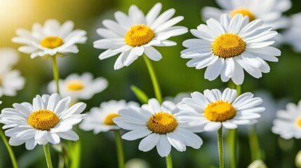 Sunny field daisies blooming, vibrant background, floral design