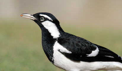 Close-up portrait of a magpie-lark peewee bird with a seed in its beak