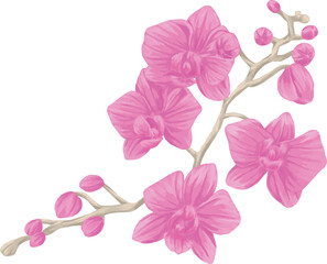 Obraz premium orchid Branch painting botanical illustration