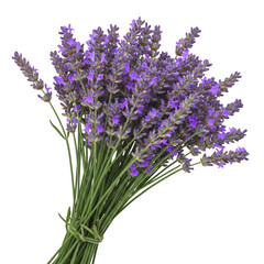 Fototapeta premium Fresh Lavender Flower Bunch Isolated on Transparent Background Close Up