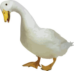 Realistic White Duck Illustration – Farm Animal Clipart for Agriculture & Wildlife Designs