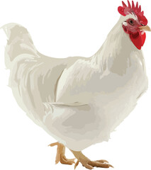 Realistic White Chicken Illustration – Farm Animal Clipart for Agriculture & Poultry Design