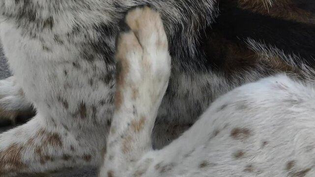 dog is scratching its body.
