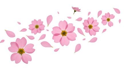 Pink Flowers and Petals on Transparent Background Illustration for Design
