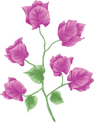 Bougainvillea flower botanical painting illustration