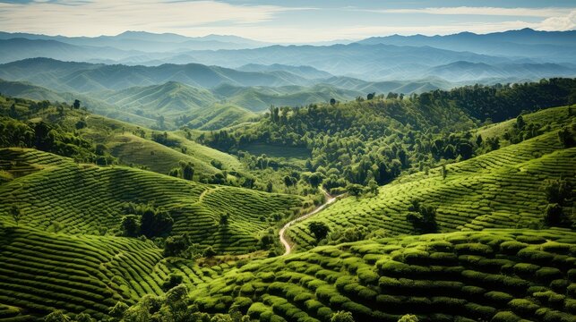landscape mexico coffee