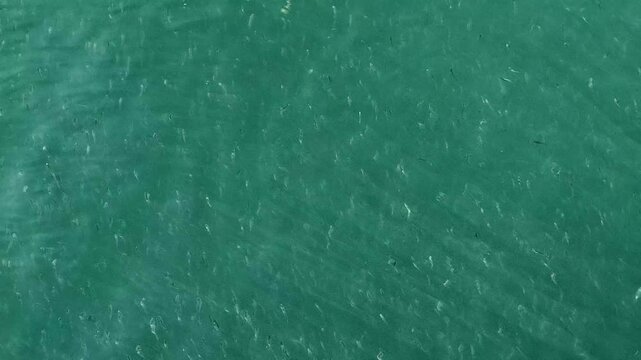 Anchovies are swimming in the sea.