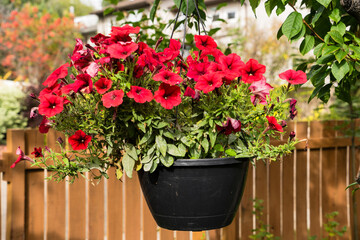 Hanging basket of red petunia in private house garden