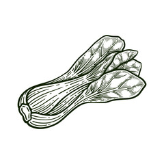 Hand drawn pak choi. Bok choy line art vector illustration