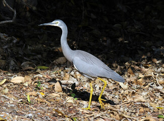 White-faced heron bird walking through leaves