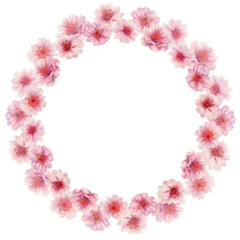 Wreath of sakura flowers isolated on a white background. Spring blooming cherry blossom flowers for Hanami festival. Delicate shades of pink, lilac, violet petals. Watercolor template for card, poster