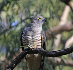 Pacific Baza bird sitting on a tree branch with an insect in its claw