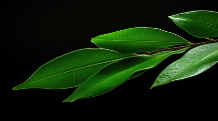 texture argan leaf