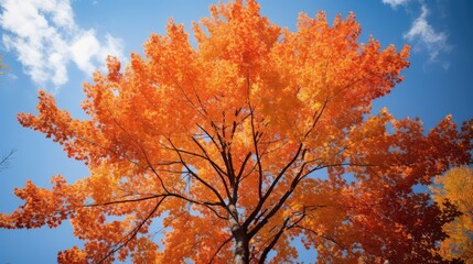 orange fall tree top