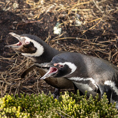 Two Magellanic Penguin (Spheniscus magellanicus) heavy breathing/hissing, then typical donkey-like calls from a bird hiding in tall grass about 10ft away. 