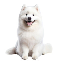 Obraz premium alaskan malamute puppy