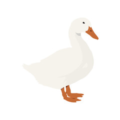 white duck vector illustration