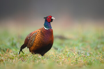 Ringneck Pheasant (Phasianus colchicus) male close up