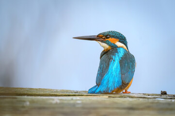 European Kingfisher ( Alcedo atthis ) close up