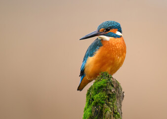 European Kingfisher ( Alcedo atthis ) close up