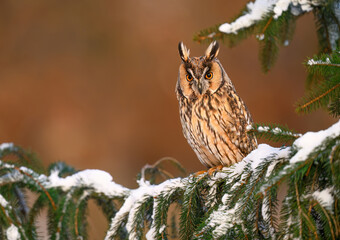 Long eared owl ( Asio otus ) close up