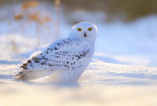 Snowy owl ( bubo scandiacus ) close up