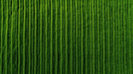 crops wheat field green