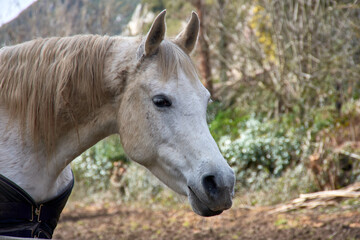 Fototapeta premium Witnessing the grace of an Asturian horse near the Asturian mountains, Asturias