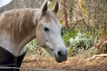 Fototapeta premium Witnessing the grace of an Asturian horse near the Asturian mountains, Asturias