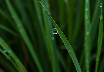 Obraz premium Captures ethereal beauty of a solitary dewdrop delicately suspended on a slender blade of emerald grass revealing its pristine spherical shape amidst a backdrop of lush verdant foliage encapsulating