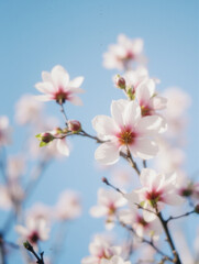 Blossom against blue sky - spring cherry blossoms in bloom