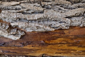 Close-up of tree structure and bark, background tree, tree trunk
