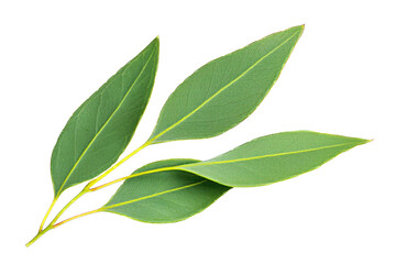 Sleep calm idea. Fresh bay leaves isolated on a white background for culinary and herbal use.