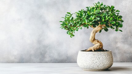 Grey wall background bonsai plant pot