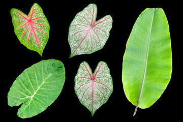 Botanical Variety: A vibrant array of different leaves, each with unique shapes, textures, and colors, displayed against a contrasting background, showcasing the beauty of botanical diversity.
